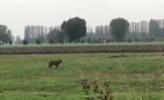 Due lupi inseguono un capriolo nella campagna di Trecasali - Video