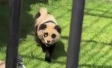Cani travestiti da panda in uno zoo cinese per attirare pi&ugrave; persone- Video
