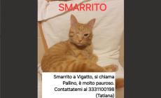 Appello urgente per Pallino: smarrito a Vigatto 