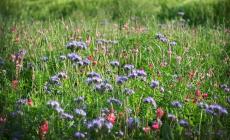 Il concorso «I fiori del mulino»: Mulino Bianco premia i campi fioriti più belli - Foto 