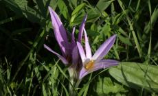 Il fiore misterioso e velenoso che sta sbocciando nelle nostre campagne e nelle golene del Po 