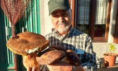 Il maxi-porcino e... i suoi fratelli