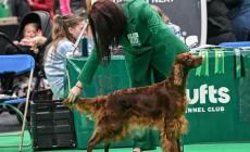 Sarai allo European Dog Show con il tuo cane? Scrivici! 