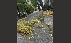 Disagi per il maltempo nella Bassa
