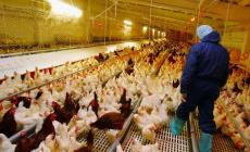 Aviaria nel Ferrarese: saranno abbattute 800mila galline 
