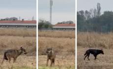 La caccia di una coppia di lupi nei campi della città: foto.  E un lupo si aggira tra le case in Valtaro- video