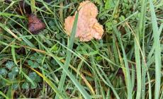 Cani e gatti in pericolo