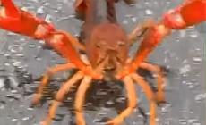 E sulla pista ciclopedonale Fidenza- Salso... attraversa un gambero - Video