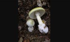Madre e figlio avvelenati da funghi, la donna è grave 