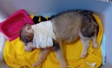 Allevamento lager, la corsa per salvare  i  cani maltrattati
