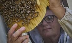 Chi adotta un'arnia riceve il nostro sogno  di miele: la storia della "Fattoria  sul Po" di Barbara Alberti