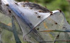 Ragni e ragnatele volanti, spiegata la causa- Foto