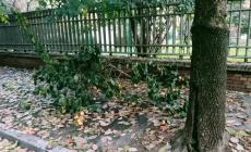 "Degrado in via Cremona:  via dimenticata dall'amministrazione comunale"