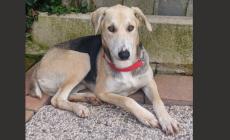 Appello urgente per Pina  cagnetta triste 