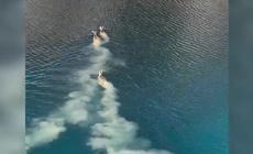 Abruzzo, cervi nuotano nel lago di San Domenico- Video