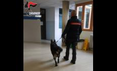 Violenza fuori scuola: 15enne rapinato del giubbotto da un 17enne. Dopo la denuncia dei genitori, il bullo &egrave; stato denunciato