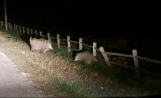 Cinghiali sulla strada a San Nicomede - Video 