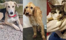 Pino, Bacca e Luce: aspettano il vostro amore  - Foto