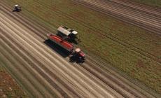 Pomodoro da industria: quest'anno basse rese, alti costi di produzione e solo 2,4 milioni di materia prima da utilizzare