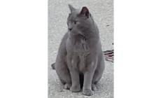 Il micio Teo &egrave; tornato a scuola: si era perso a Fidenza, ritrovato a Salso