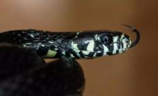 Bosnia, annullata la sessione del Parlamento per un serpente in aula