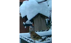 Nevica da ieri sera, tutto l'Appennino sotto uno spesso manto: foto dei lettori