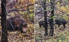 Cinghiali sotto ponte Dattaro