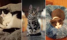 Adottiamoli: ci sono Milo, Castagna, Macchietta che vi aspettano