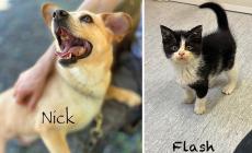 Porte aperte al canile Borgobau sabato e domenica