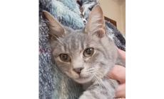 Appello per Cremino: &egrave; bello e affettuoso ma nessuno lo vuole 