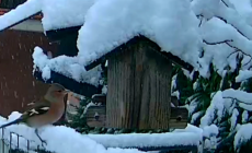 Ancora neve in alta Valparma: non dimenticatevi di sfamare  cinciallegre, fringuelli e passerotti - Foto