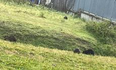 Nutrie al pascolo a Fontanellato - Foto
