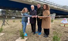 Centocinquanta arbusti per la nuova rotatoria verde tra via Traversetolo e Tangenziale Sud - foto
