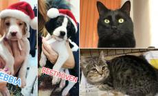 Adottiamoli: Nebbia e Beethoven, Enea e Angelina vi aspettano