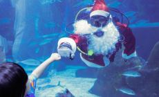 Babbo Natale? Nuota in un acquario di Rio - Le foto
