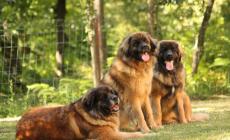 Leonberger, mix perfetto di stazza, forza e dolcezza