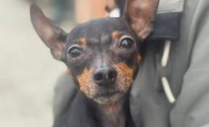 La mattina della vigilia di Natale, porte aperte al canile Lilli e il Vagabondo 