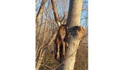 Volpe uccisa e appesa a un albero nella golena del Po. "Ci vogliono pi&ugrave; controlli"