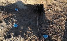 Bocconi avvelenati nelle tane delle volpi e dei tassi a Roccabianca - Foto