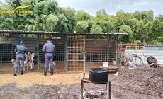 Teneva in casa in gabbia oltre 40 cani da caccia e pit-bull: individuato canile-fantasma nel Veronese