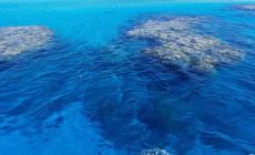 Due turisti italiani attaccati da uno squalo nel Mar Rosso: morto un 48enne di Roma, ferito un 69enne di Cremona