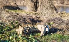 Recuperato uno scooter che da un anno giaceva nella golena del Po