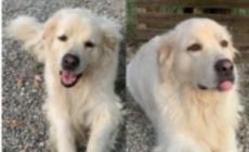 Chicca si è smarrita nella zona di Torrile: chi l'ha vista? 