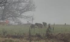 La magia della natura: alcuni lupi nelle campagne di Maiatico - Video