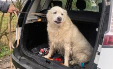 Chicca &egrave; finalmente a casa