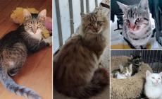 Dior, Mimi e Coco, Amore, Gioia e Felicità vi aspettano