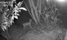 Anche i gatti tra le prede dei lupi: ma questa (una gattina) si &egrave; salvata salendo sull'albero - Video