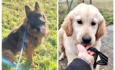 Cani salvati dall&rsquo;alluvione a Traversetolo: 18 su 22 sono stati adottati. Appello per altri due in cerca di casa - Foto 