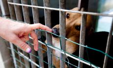 Vignali: «Cure veterinarie gratis per chi adotta cani e gatti»