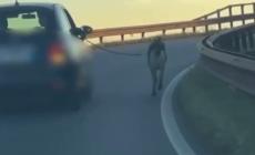 Carpi, portano il cane al guinzaglio dal finestrino dell'auto - Video